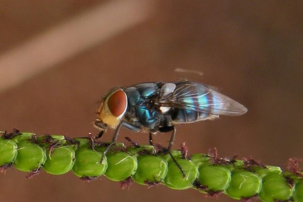 Moscas podem ajudar no monitoramento de surtos de doenças